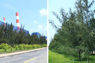 Những hàng cây xanh ngắt là lớp chắn bụi hữu ích quanh khu vực kho than NMNĐ Vĩnh Tân 4