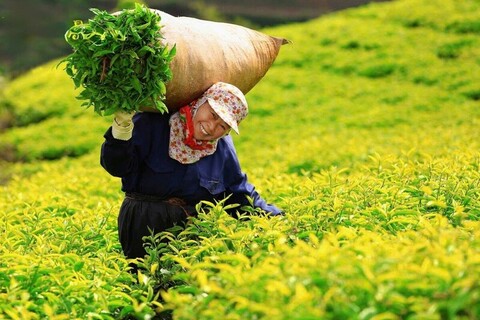 Nearly 500 Vietnamese tea containers cleared for re-export from Pakistan