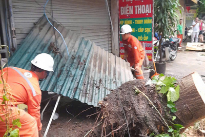 Tại một số nơi trên địa bàn Thủ đô, cây xanh đổ la liệt trên khắp các tuyến phố, gây ra các sự cố về điện. Trong ảnh, cây xanh trên địa bàn huyện Thanh Trì bật gốc, gió mạnh quật bay mái tôn đổ vào đường dây điện