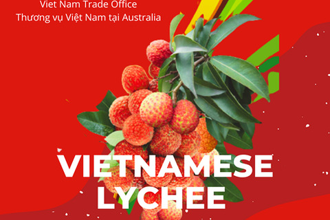 Khoảng 100 tấn quả vải Việt Nam dự kiến sẽ lần lượt được xuất khẩu sang các bang Nam Úc và Tây Úc