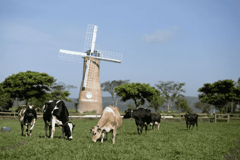 Quản lý chất lượng ngành sữa của Singapore