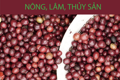 Bản tin Thị trường Nông lâm thủy sản số ra ngày 31/7/2025