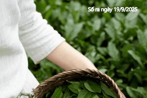 Bản tin Thị trường Nông lâm thủy sản số ra ngày 19/9/2025