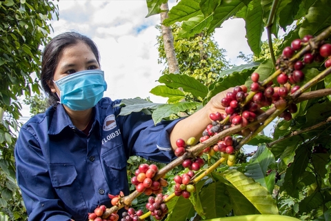 Cà phê Việt đón 'sóng' tiêu dùng mới từ thị trường RCEP