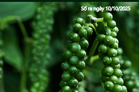 Bản tin Thị trường Nông lâm thủy sản số ra ngày 10/10/2025