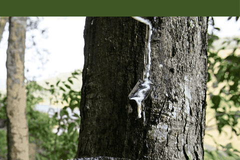 Bản tin Thị trường Nông lâm thủy sản số ra ngày 20/11/2025