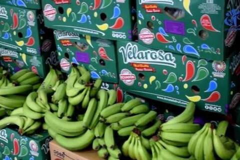 Công ty Algeria mời doanh nghiệp Việt Nam tham gia cung cấp chuối quả