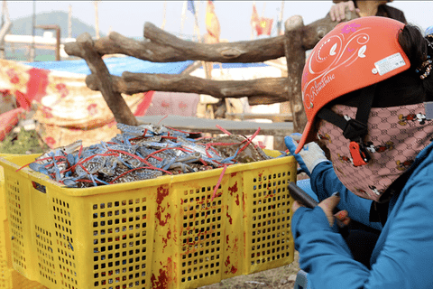 Xuất khẩu ghẹ sang thị trường CPTPP tăng mạnh những tháng cuối năm 2025