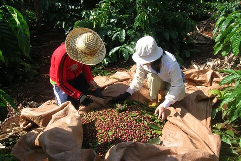 Cấp C/O ưu đãi: Chìa khóa đưa hàng Việt thâm nhập sâu thị trường EU