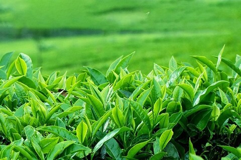 Bộ Công Thương quyết liệt hỗ trợ tháo gỡ gần 500 container chè Việt Nam bị ách tắc tại cảng Karachi (Pakistan)