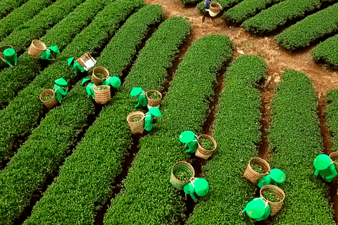 Giải phóng gần 500 container chè của Việt Nam bị kẹt tại cảng Karachi, Pakistan