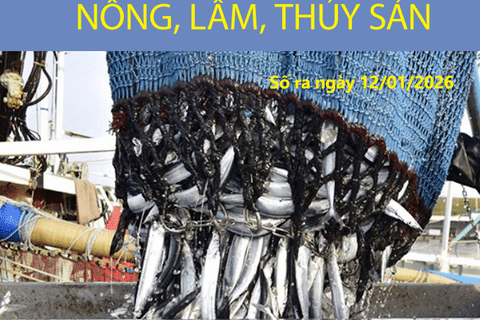 Bản tin Thị trường nông, lâm, thủy sản số ra ngày 12/1/2026