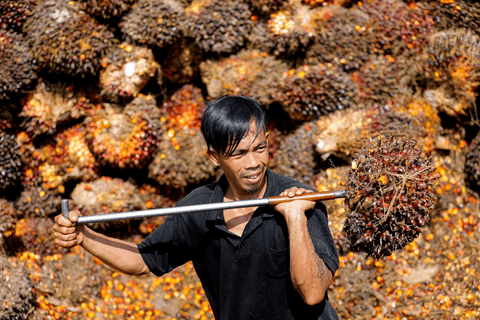 Indonesia sẽ thực hiện chính sách độc quyền nhà nước xuất khẩu than, dầu cọ
