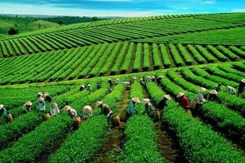 Bản tin thị trường Pakistan tháng 7/2026