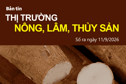Bản tin Thị trường nông, lâm, thủy sản số ra ngày 11/9/2026