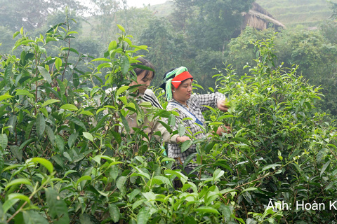 Chè Shan tuyết và câu chuyện liên kết vùng đồng bào dân tộc thiểu số