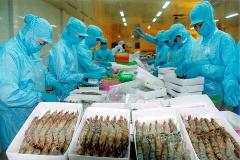 Xuất khẩu thủy sản Việt Nam đạt 8 tỷ USD trong 9 tháng 2025, EU chiếm 10,6% thị phần