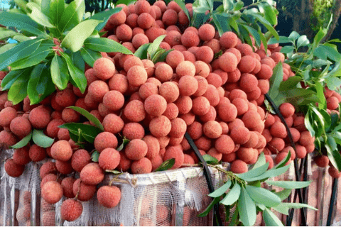 Bộ Công Thương hỗ trợ thúc đẩy tiêu thụ quả vải