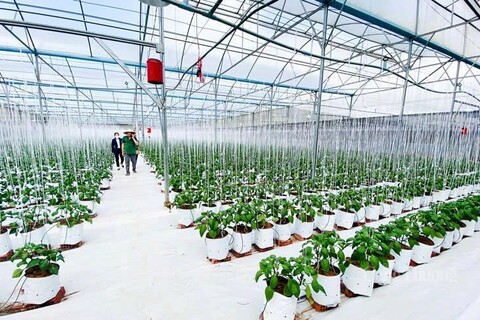Tận dụng FTA thế hệ mới: Ngành rau - hoa Lâm Đồng cần chuẩn bị gì?