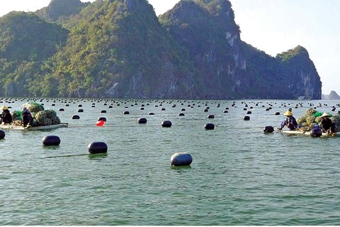 Quảng Ninh thúc đẩy tăng trưởng xanh vì sự phát triển bền vững