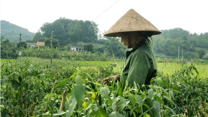 Kết nối thương mại, lan tỏa giá trị sản vật Lạng Sơn