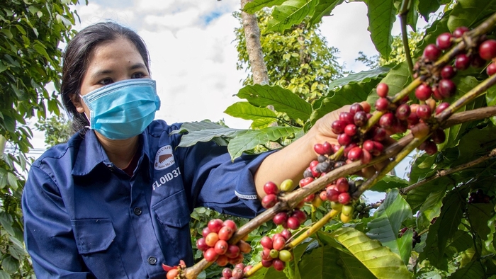 Cà phê Việt đón 'sóng' tiêu dùng mới từ thị trường RCEP