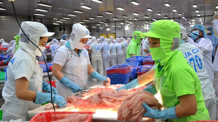 Xuất khẩu cá tra tăng trưởng tích cực ở thị trường CPTPP