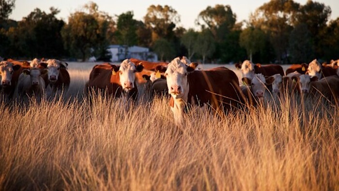 Bản tin thị trường Úc (từ 24/11/2025 đến 28/11/2025)