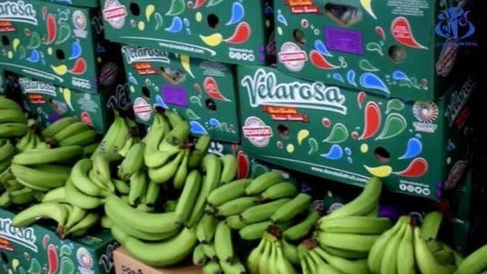 Công ty Algeria mời doanh nghiệp Việt Nam tham gia cung cấp chuối quả