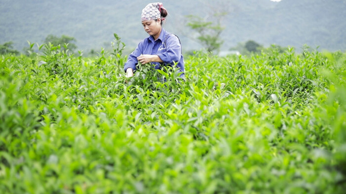 Xuất khẩu chè: Khi C/O ưu đãi trở thành “đòn bẩy” chiến lược trong các FTA