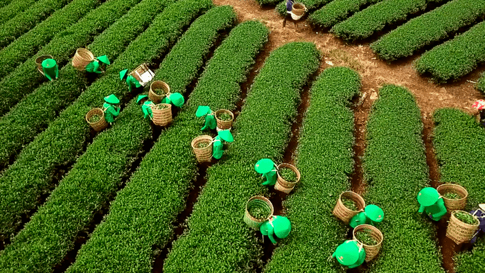 Giải phóng gần 500 container chè của Việt Nam bị kẹt tại cảng Karachi, Pakistan