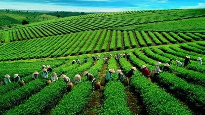 Bản tin thị trường Pakistan tháng 7/2026