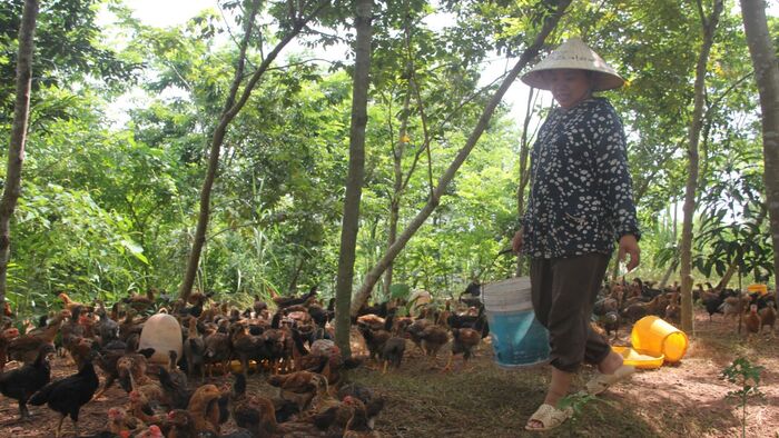 Bắc Ninh thúc đẩy tiêu thụ nông sản bằng liên kết chuỗi
