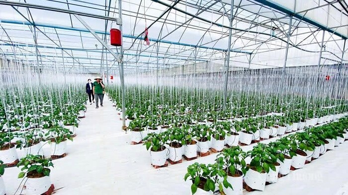 Tận dụng FTA thế hệ mới: Ngành rau - hoa Lâm Đồng cần chuẩn bị gì?