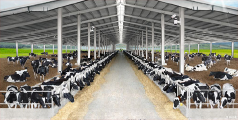 Hệ thống trang trại sinh thái Vinamilk Green Farm đón thêm 1550 bò sữa  nhập từ Mỹ
