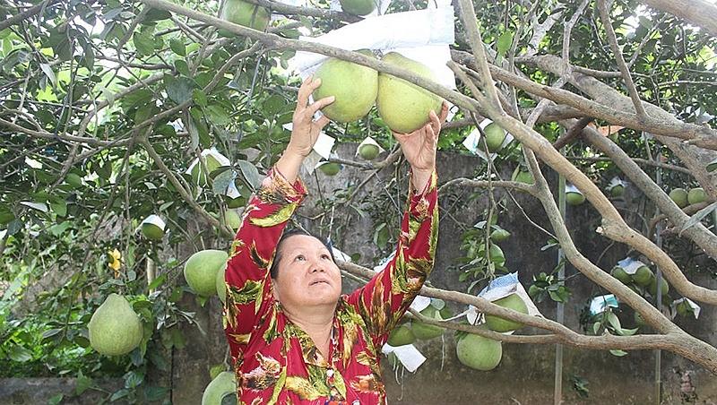 1804-anh-bai