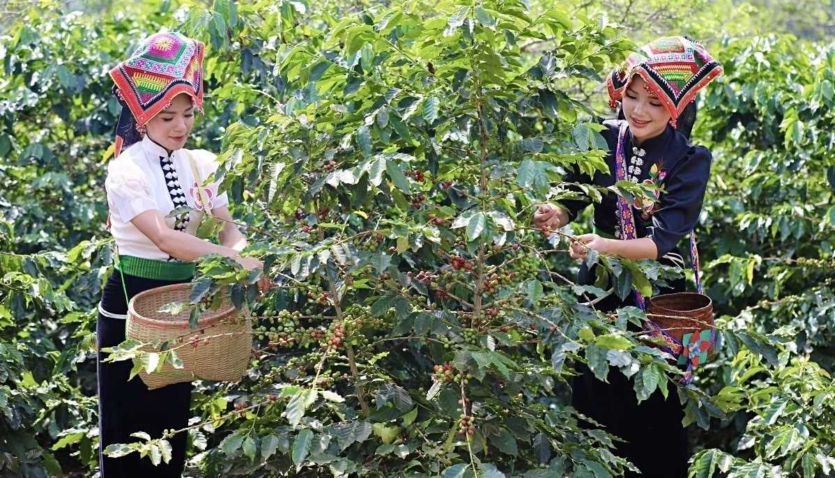 Doanh nghiệp Tây Bắc và hành trình gia tăng giá trị cho sản phẩm cà phê